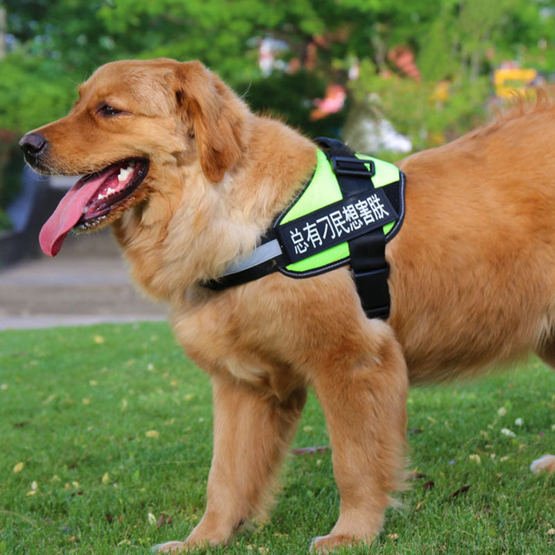 Style Meets Safety: Best Collars & Leashes for Your Pet’s Daily Adventures