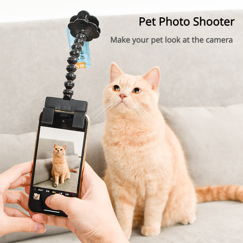 Pet Photo Artifacts Cats Dogs